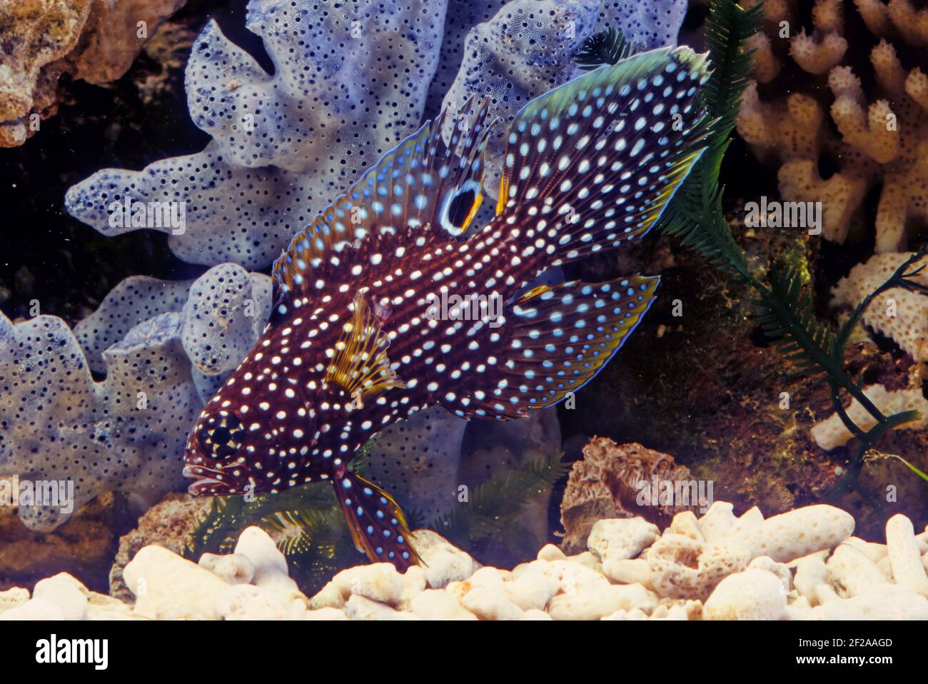 The comet or marine betta (Calloplesiops altivelis) is a species of reef-associated tropical marine fish in the longfin family Plesiopidae, most commo Stock Photo