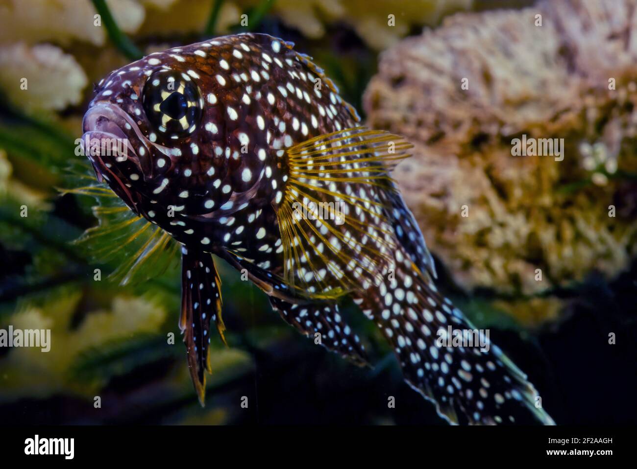 The comet or marine betta (Calloplesiops altivelis) is a species of reef-associated tropical marine fish in the longfin family Plesiopidae, most commo Stock Photo