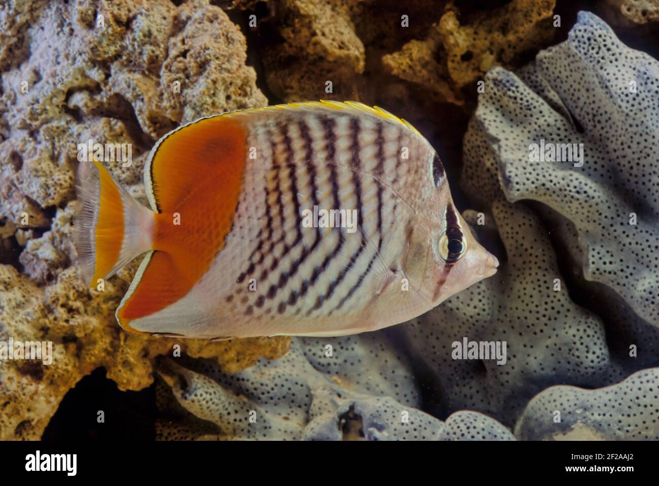 The pearlscale butterflyfish (Chaetodon xanthurus), also known as yellow-tailed butterflyfish, crosshatch butterflyfish or Philippines chevron butterf Stock Photo