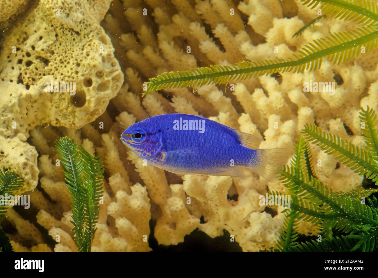 Chrysiptera cyanea is a species of damselfish native to the Indian and western Pacific Oceans. Common names include blue damselfish, blue demoiselle, Stock Photo