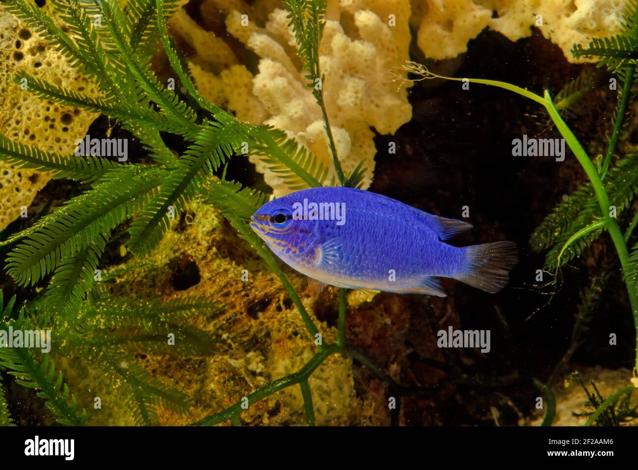 Chrysiptera cyanea is a species of damselfish native to the Indian and western Pacific Oceans. Common names include blue damselfish, blue demoiselle, Stock Photo