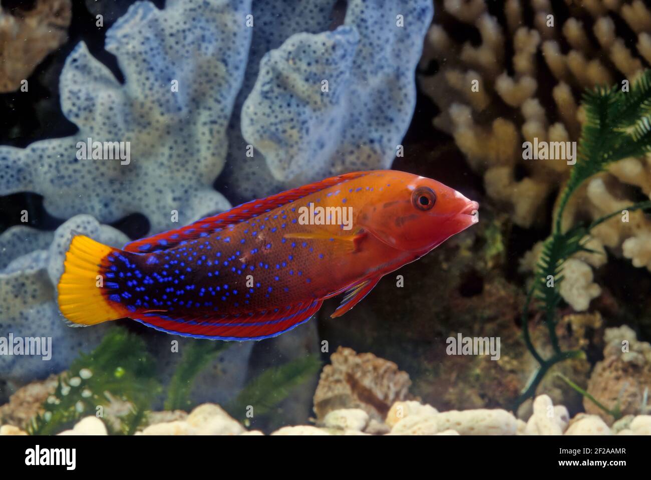 Coris gaimard, the yellowtail wrasse or African coris, among other vernacular names, is a species of wrasse native to the tropical waters of the centr Stock Photo