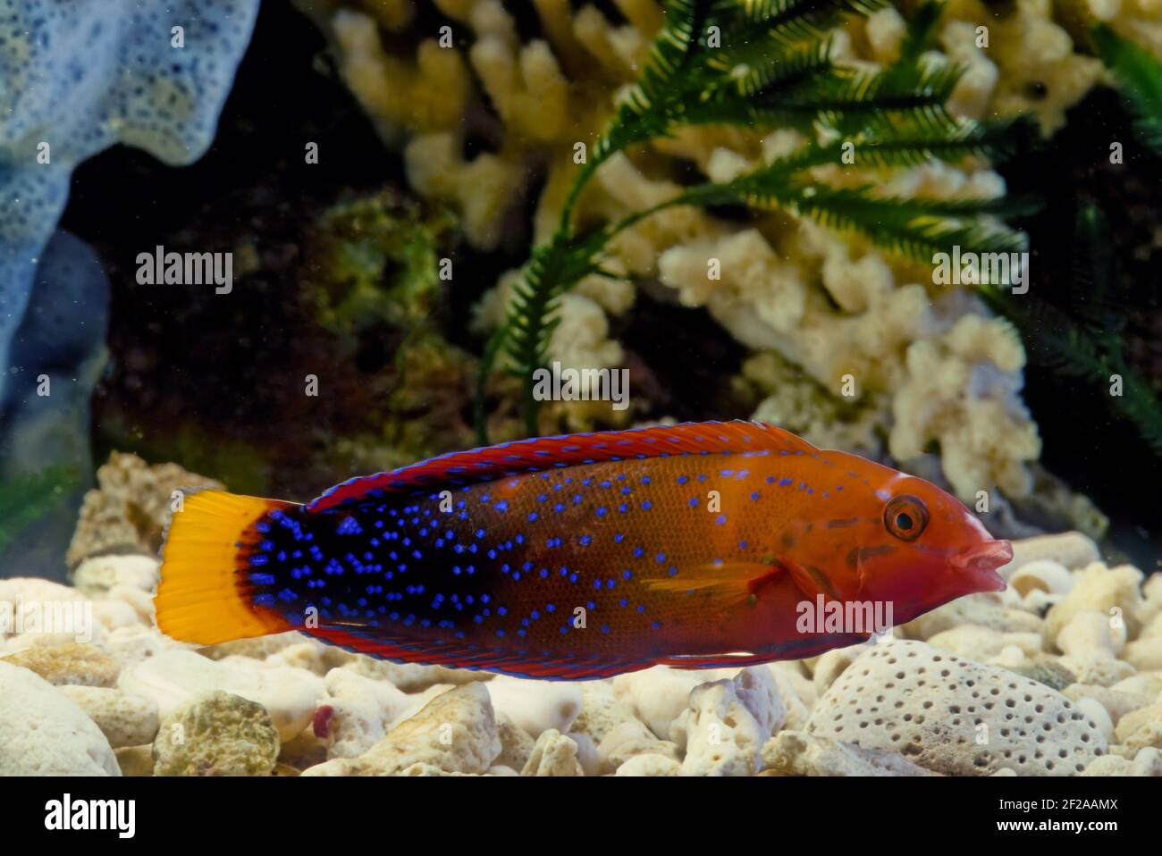 Coris gaimard, the yellowtail wrasse or African coris, among other vernacular names, is a species of wrasse native to the tropical waters of the centr Stock Photo
