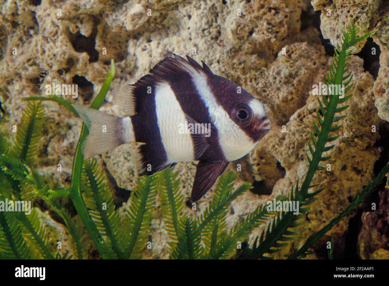 Dascyllus aruanus, known commonly as the whitetail dascyllus or humbug damselfish among other vernacular names, is a species of marine fish in the fam Stock Photo