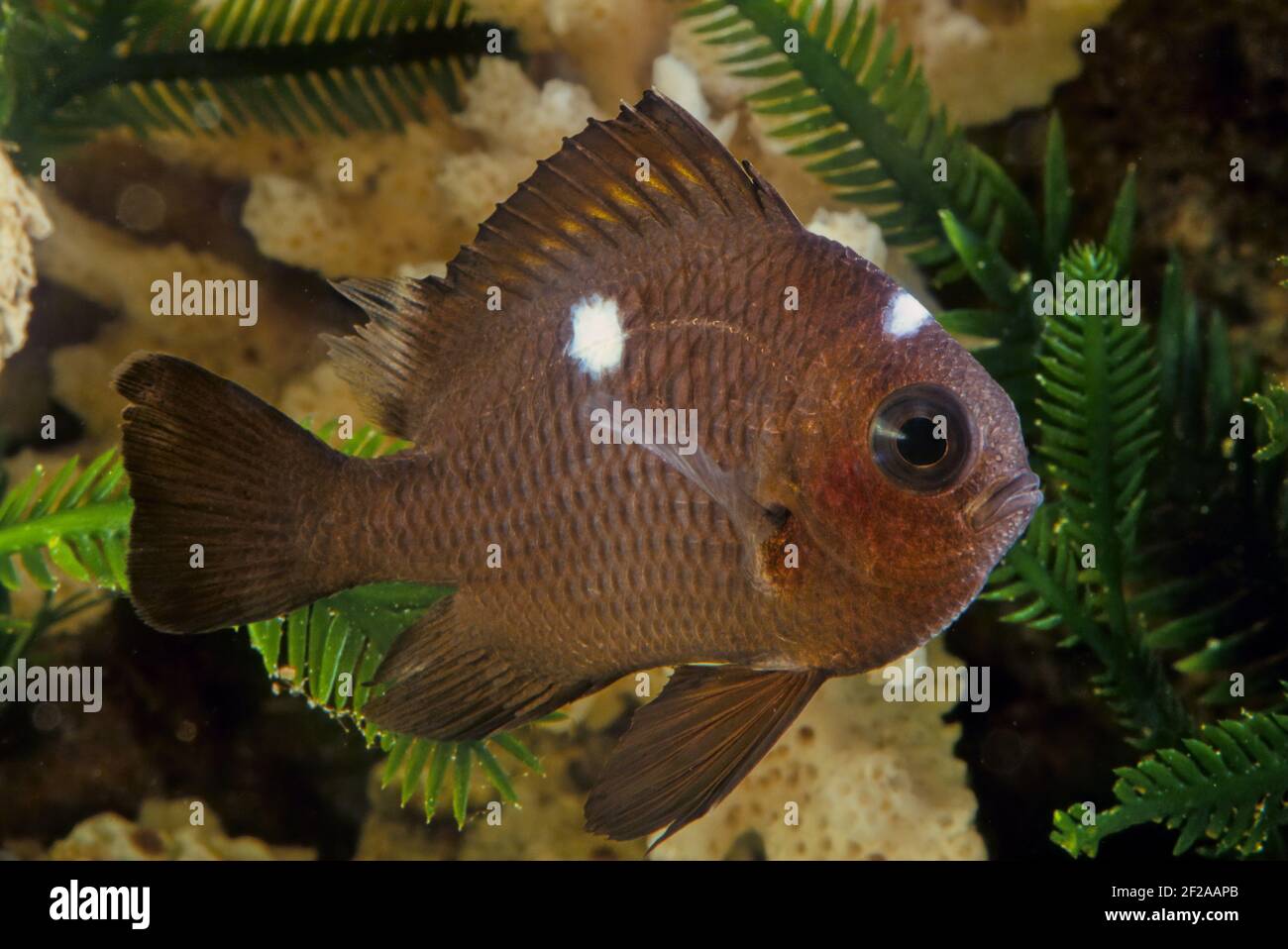 Dascyllus is a genus of fish in the family Pomacentridae. They are usually commensals with corals Stock Photo