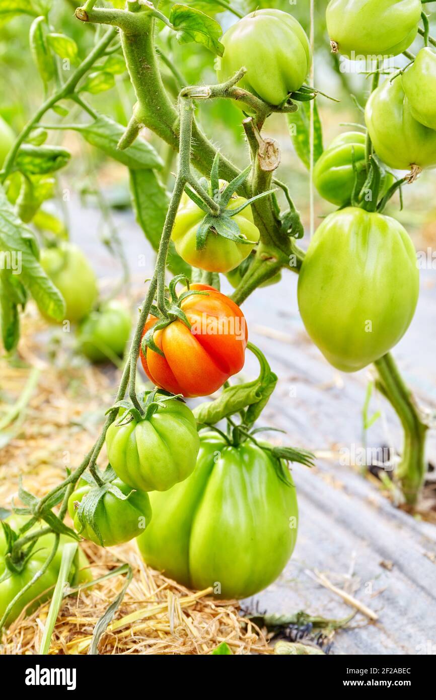 Organic tomatoes in a greenhouse, selective focus. Stock Photo