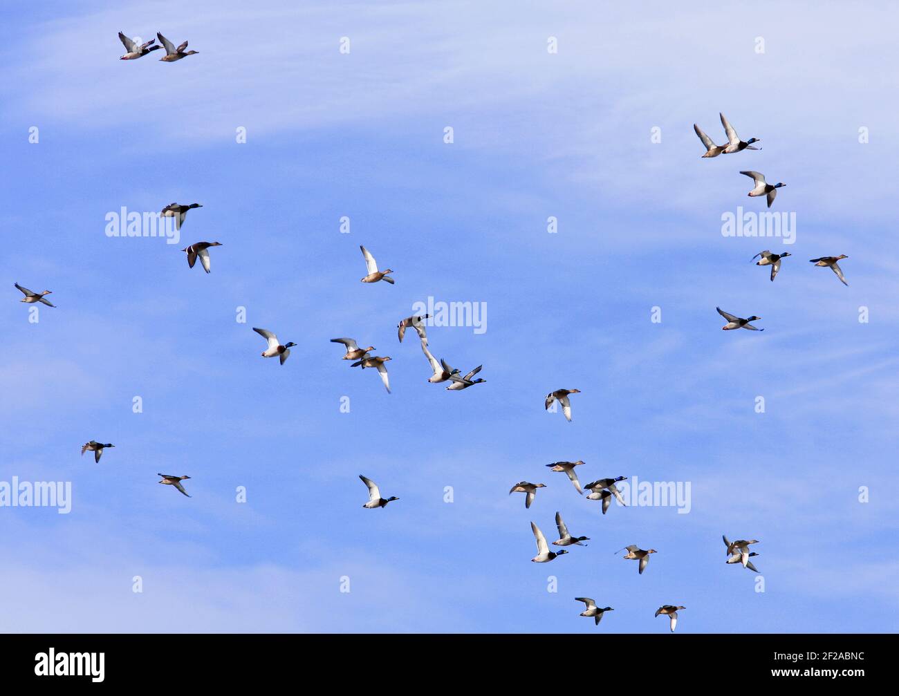 A flock of wild duck, mallards in the sky. Long distance, in migration ...