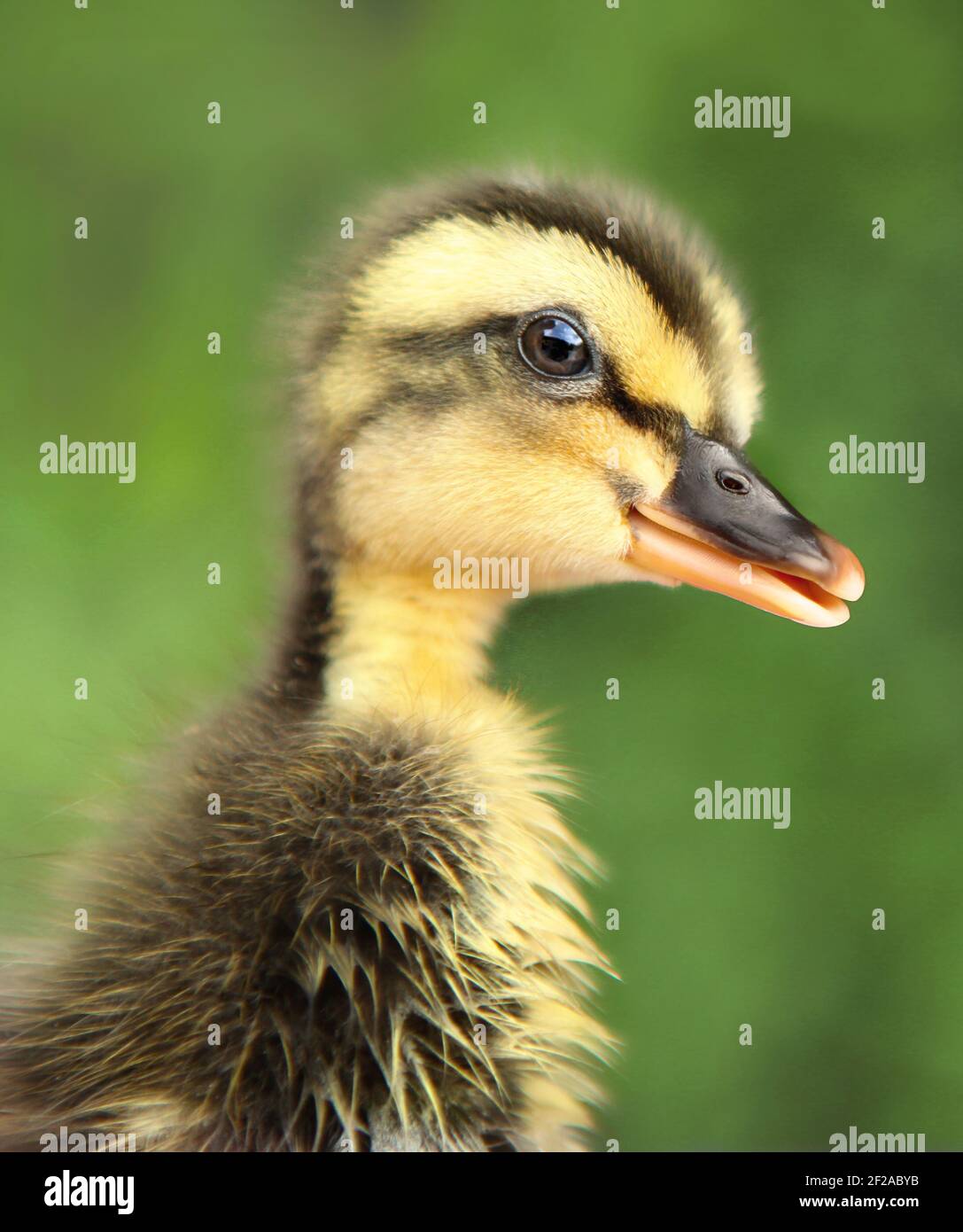 Newborn duckling portrait. Curious duckling. Humorous duckling. Cute pets. Anas platyrhynchos domesticus. Portrait of newborn cute duckling. Stock Photo