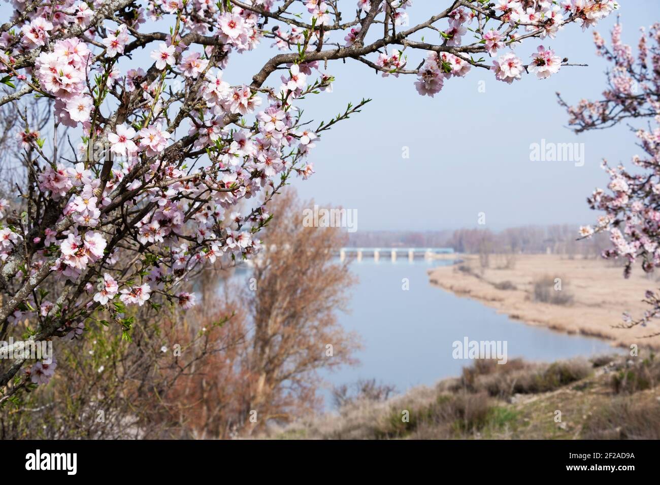 Almond trees in bloom in Castronuño located on the banks of the Duero River in Valladolid, Spain Stock Photo