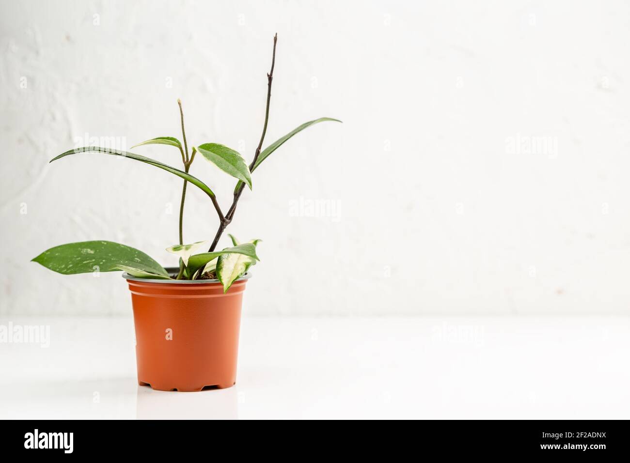 Hoya plant in the nursery pot over white wall, Urban jungle houseplant, copy space for text Stock Photo