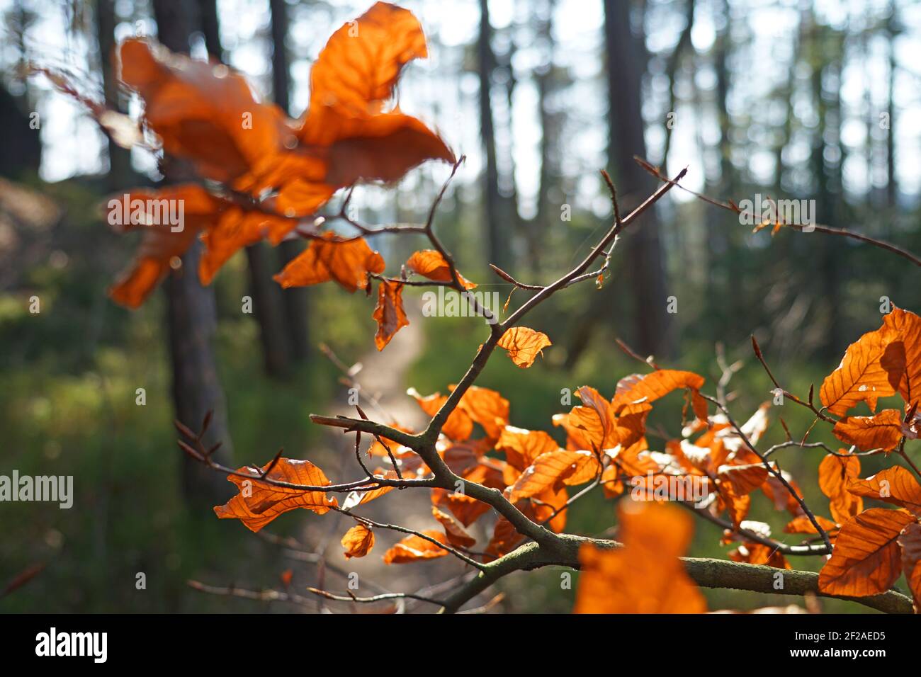 Autumn concept of beech tree branch with orange leaves in blurred wood ...