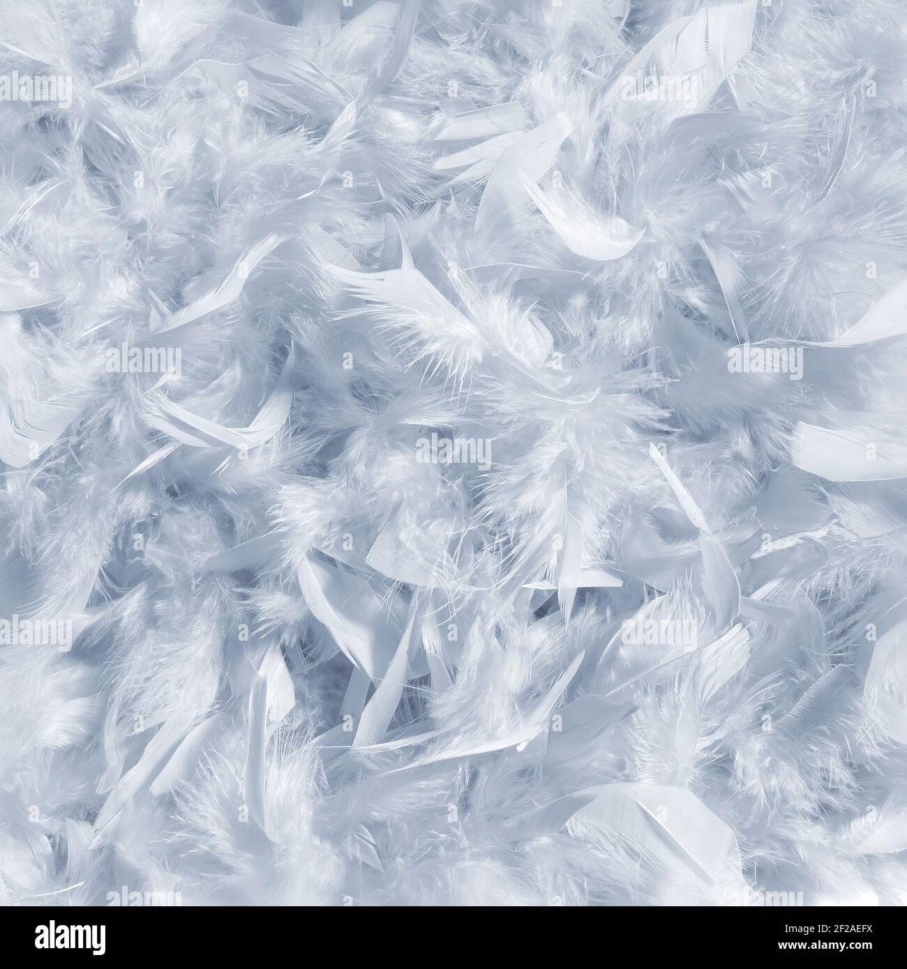 Soft background of white color feathers Stock Photo