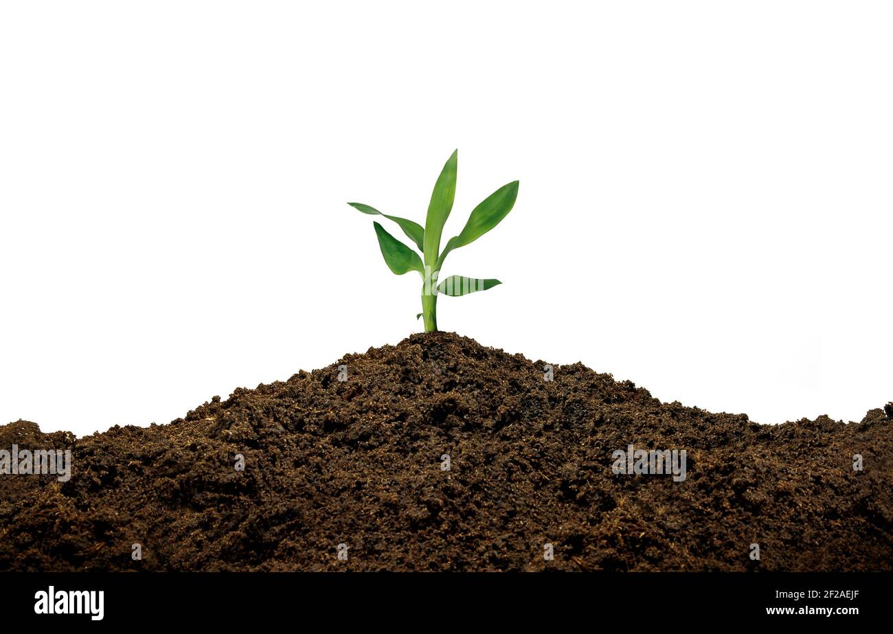 Plant sprouting up on ground against white background. Surviving flora life concept. Stock Photo