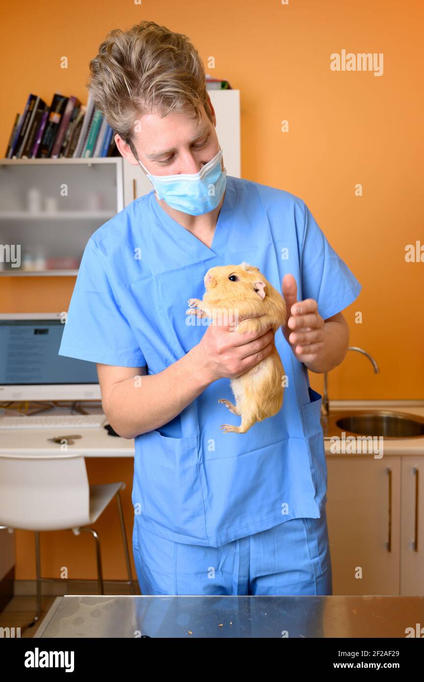 Veterinarian examining guinea pig at veterinary office. High quality