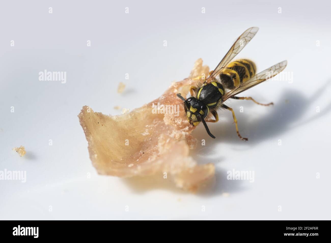 Wasp is eating ham on a white plate, in summer nuisance of wasps can be dangerous around outdoor sources of food, macro shot, copy space, selected foc Stock Photo