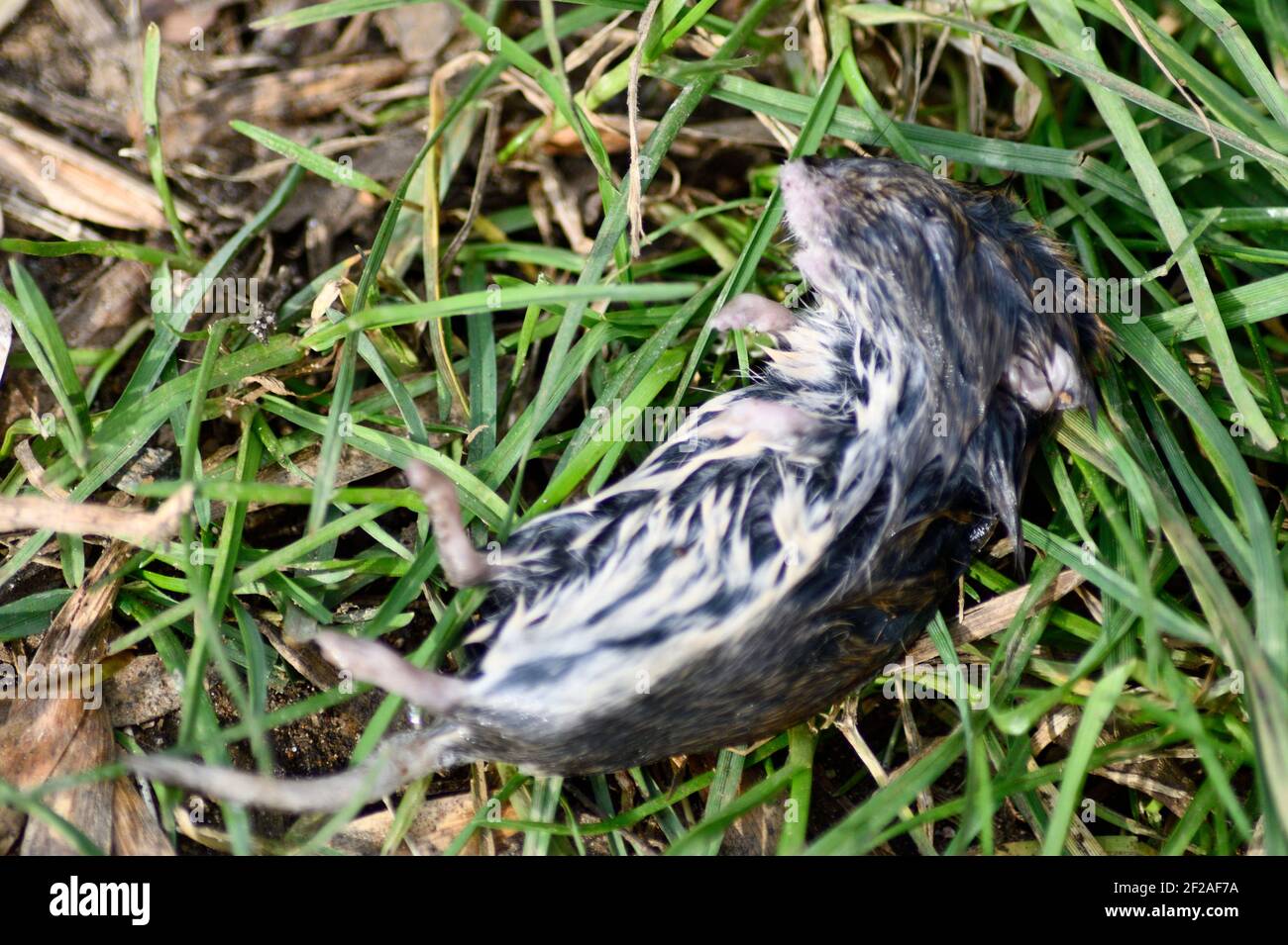 Field Mouse drowned on roadside (Mus musculus Stock Photo Alamy