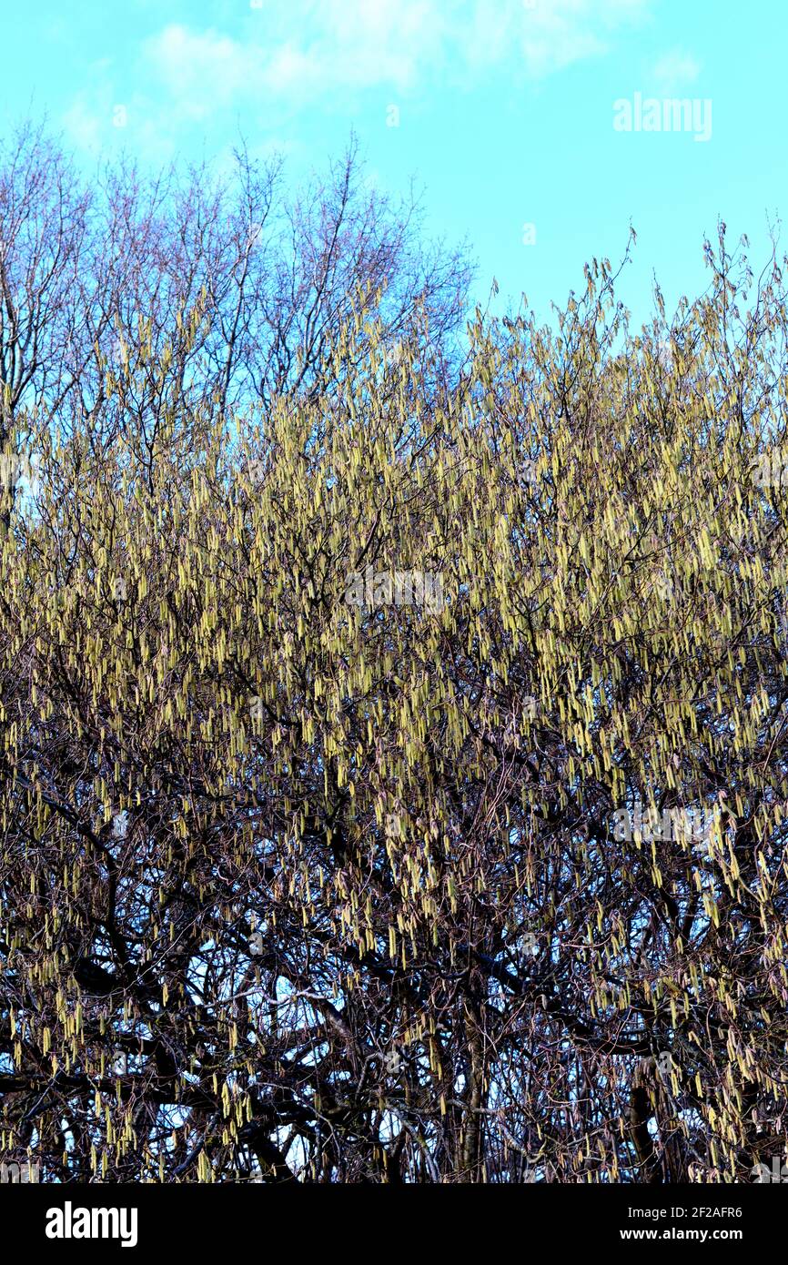 Catkins growing on Willow Trees Stock Photo Alamy