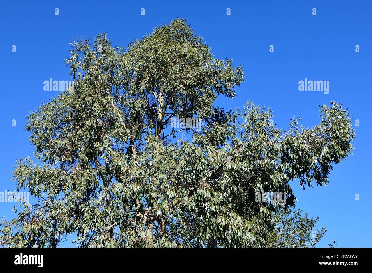 Ash Tree (Fraxinus excelsior Stock Photo Alamy