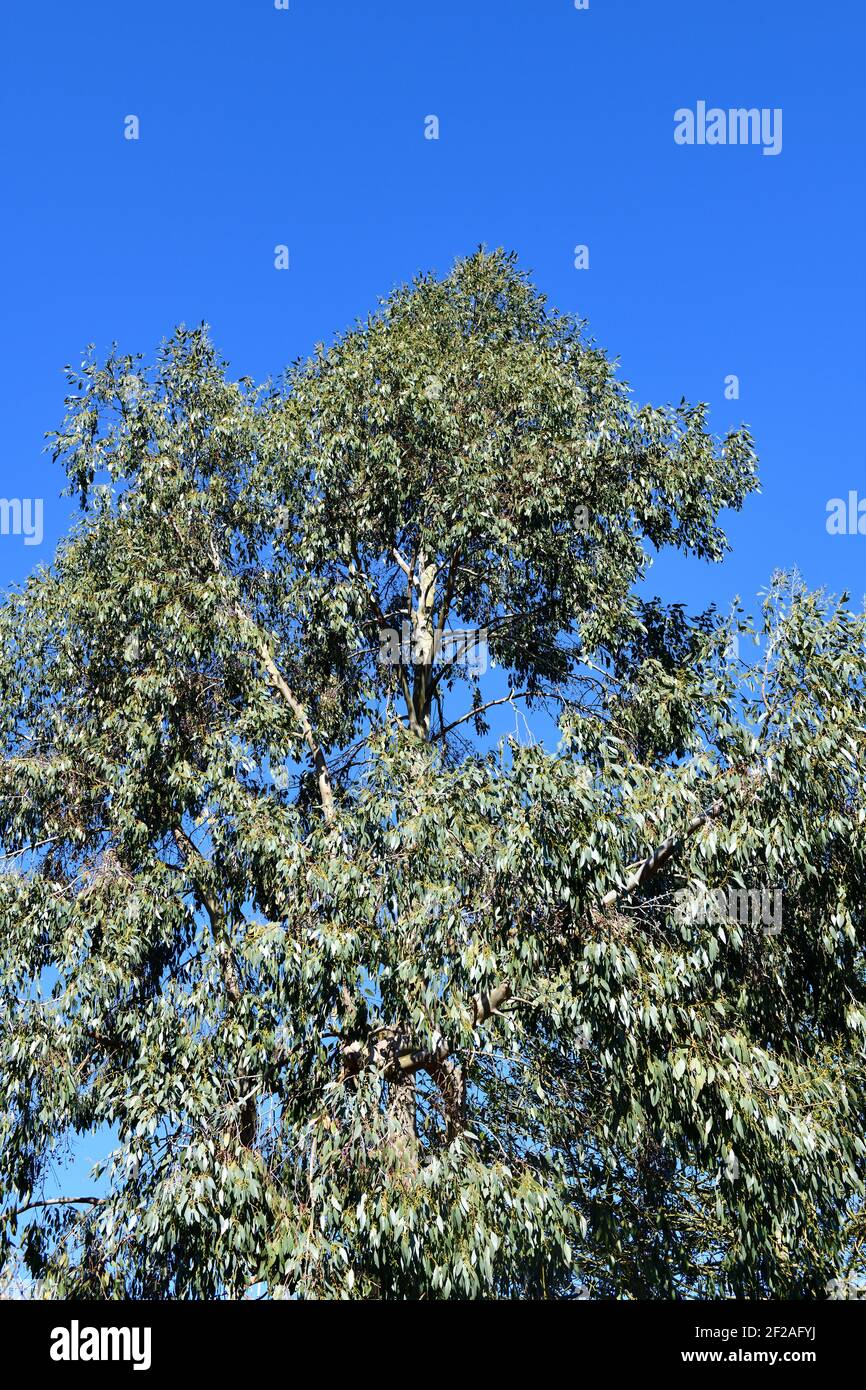 Ash Tree (Fraxinus excelsior Stock Photo - Alamy