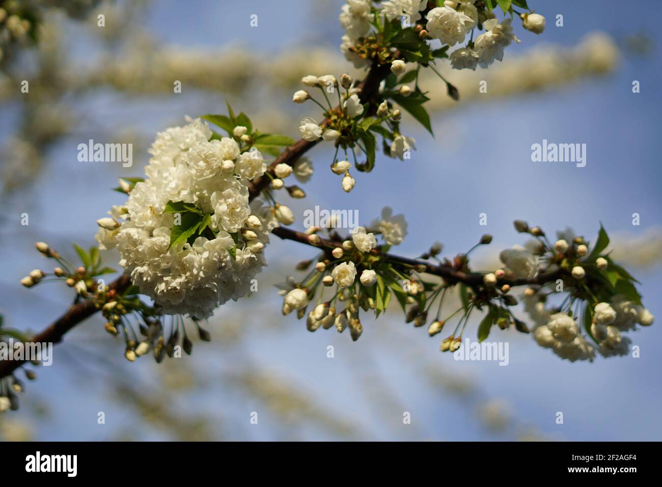 Cherry tree flowers in bloom spring concept, blue sky background Stock ...