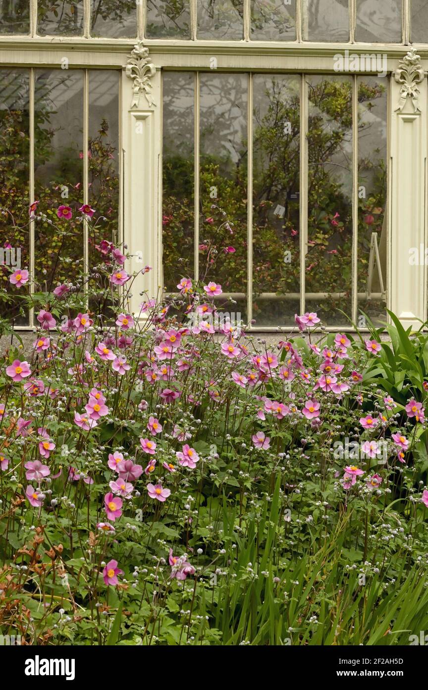 Pink Japanese anemone flower hybrida and Glass Building Of The Greenhouses Stock Photo