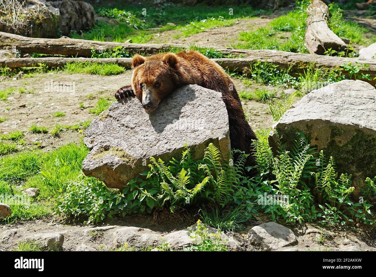 Grizzly bear, North American brown bear relaxing on stone Stock Photo