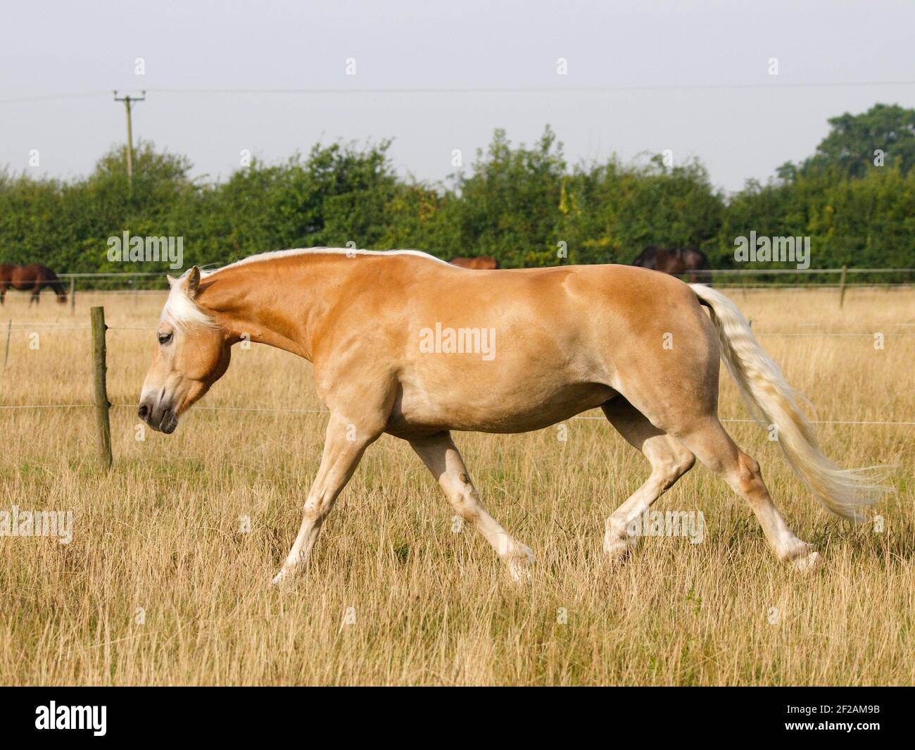 A beautiful horse trots through a summer paddock. Stock Photo