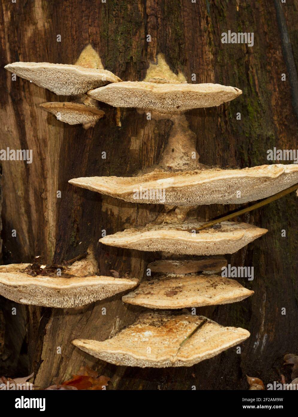 Several fruit bodies of a white bracket fungus, probably Lumpy bracket, on a rotting Beech stump Stock Photo