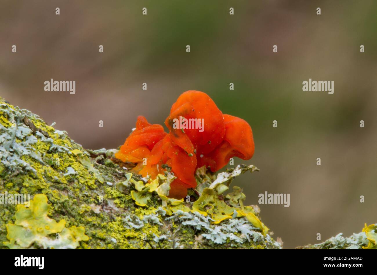 Gelatinous lichen hires stock photography and images Alamy
