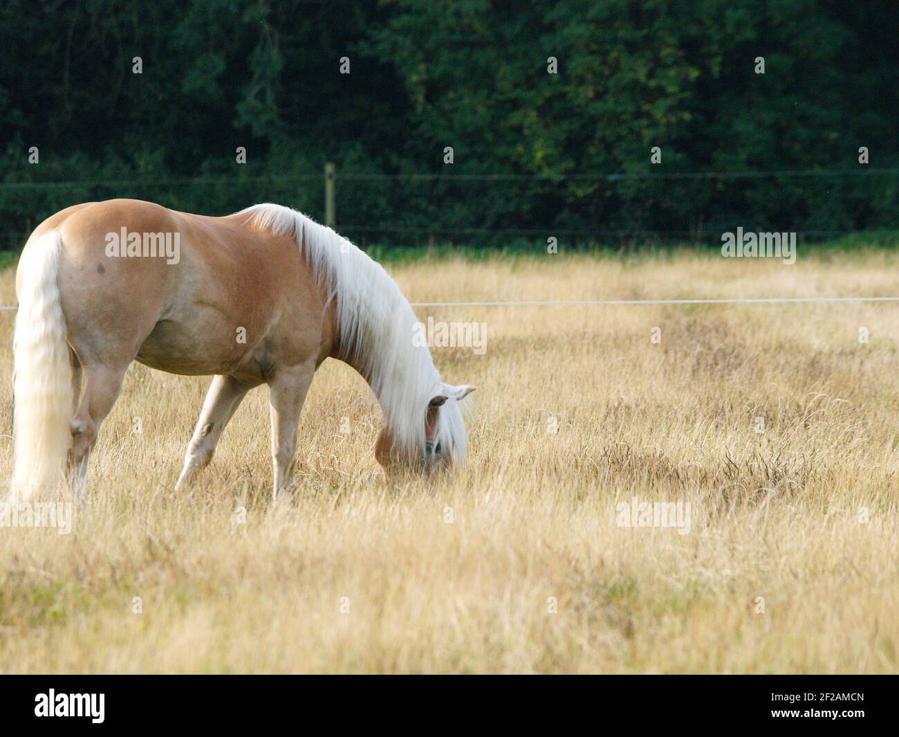 A beautiful chestnut horse grazes in a summer paddock. Stock Photo
