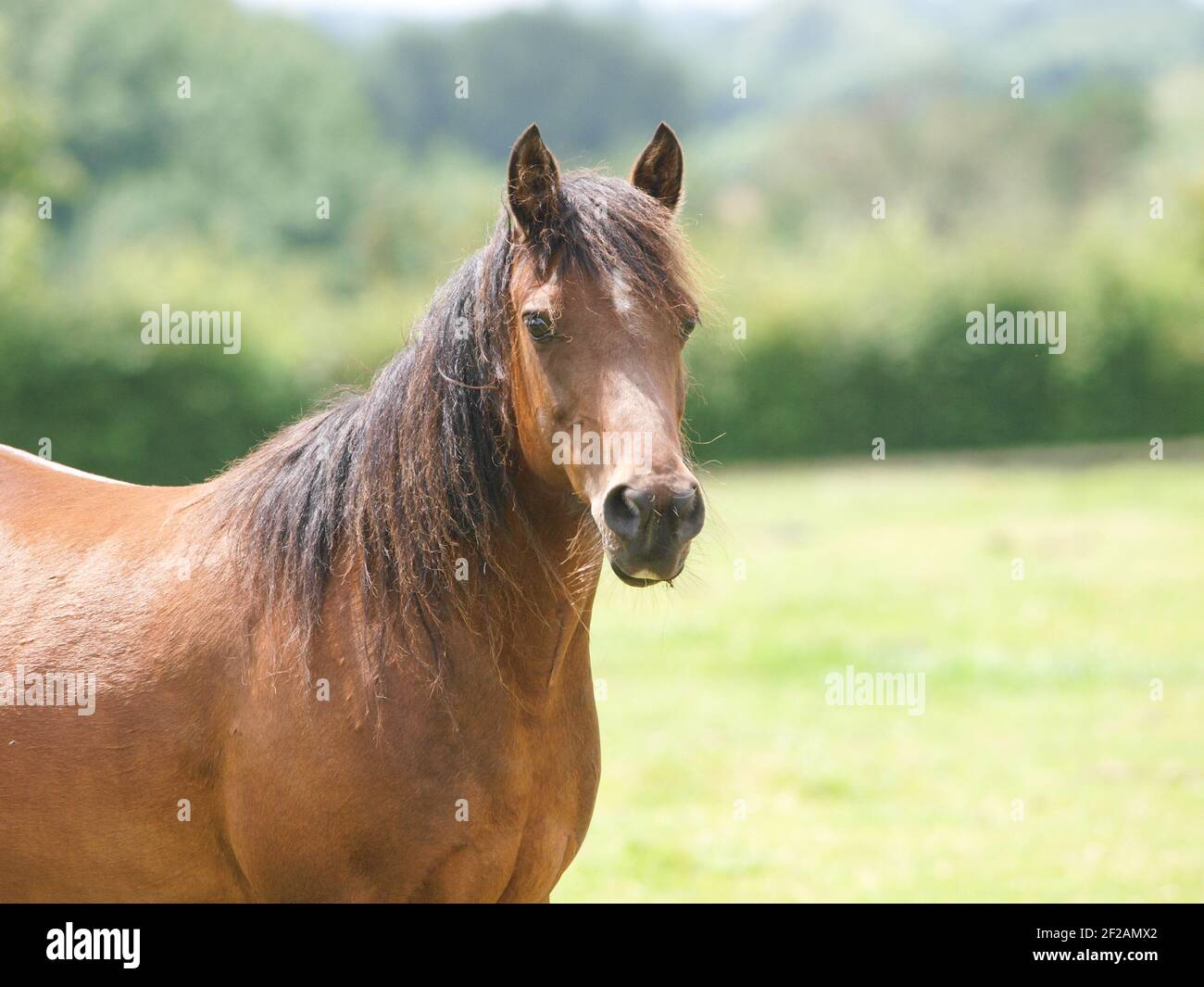 A pretty bay horse with a long mane stands alone in a paddock. Stock Photo