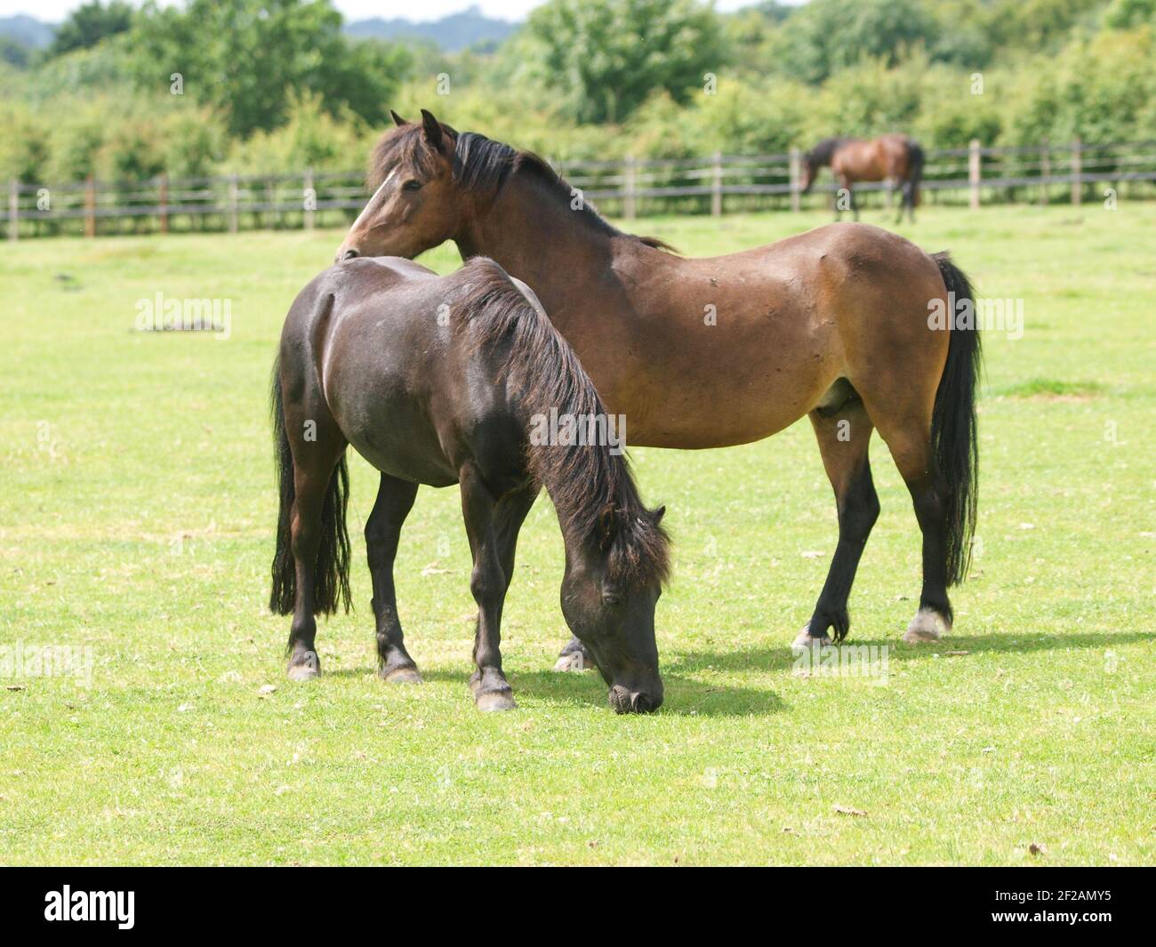 Two ponies graze in a summer paddock. Stock Photo