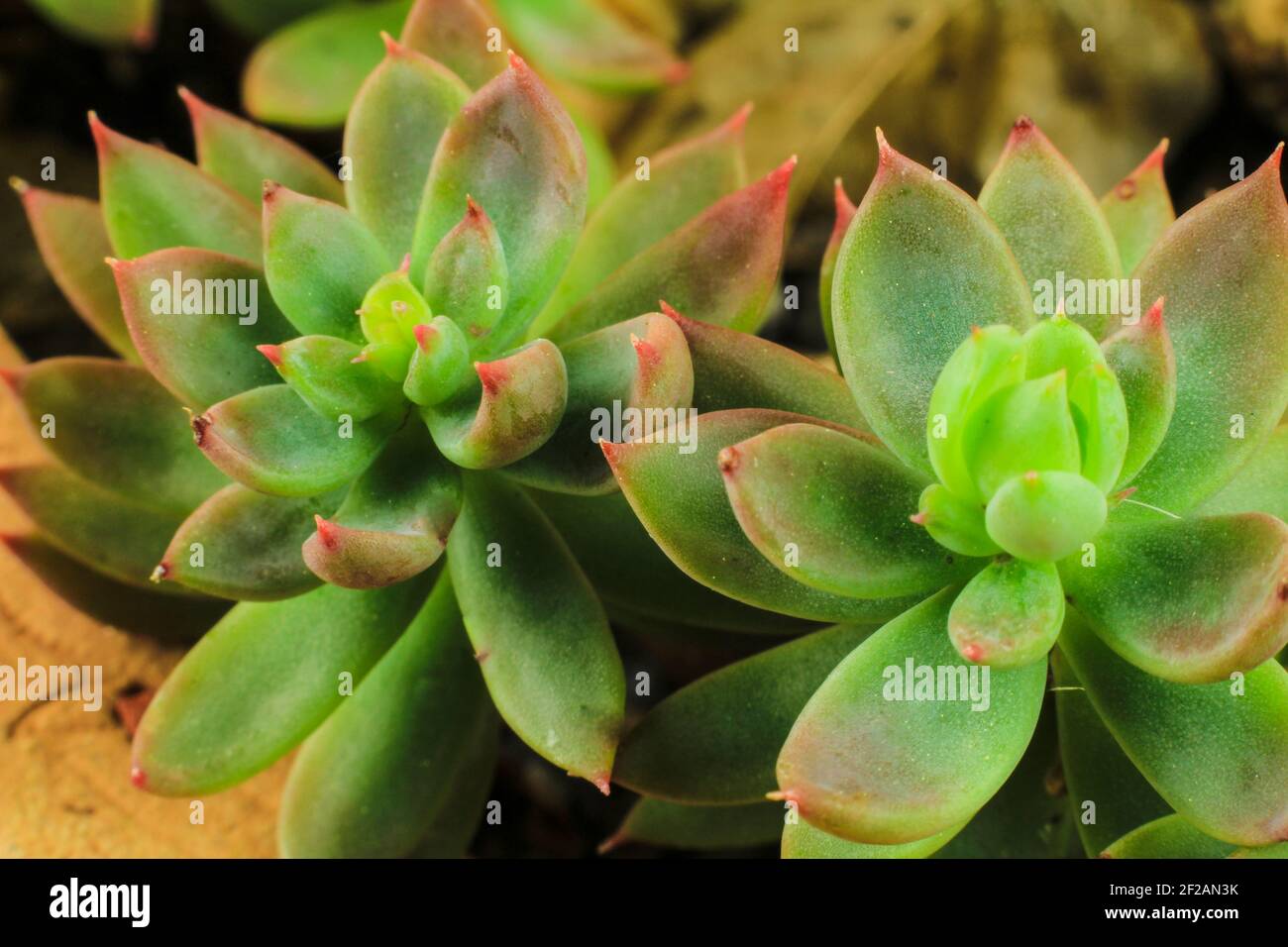 Beautiful Echeveria Agavoides succulent plant in the garden Stock Photo