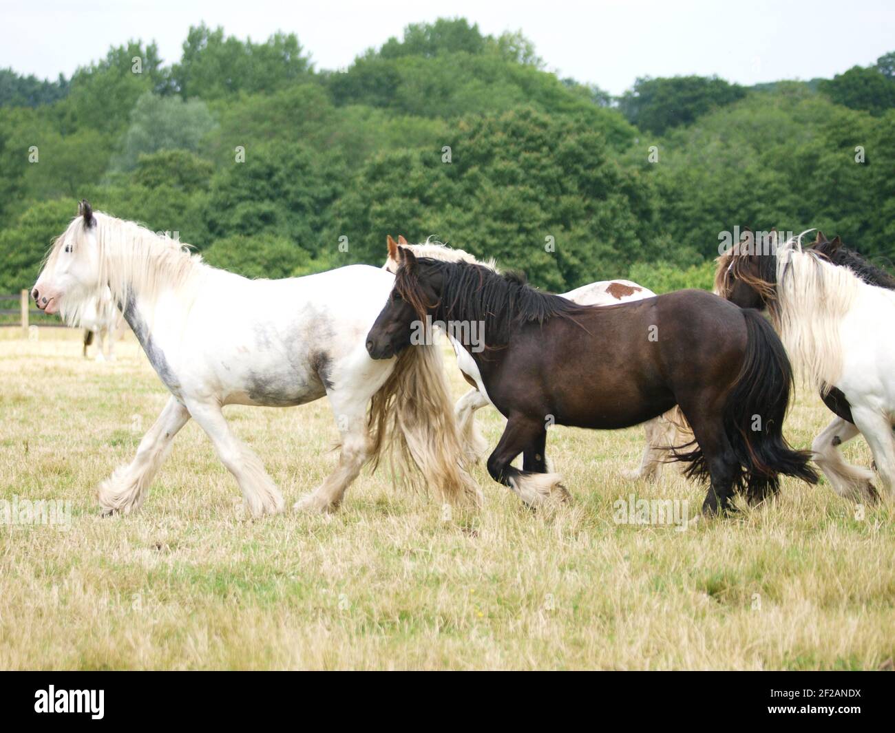 A herd of unkept looking ponies trot through a paddock. Stock Photo