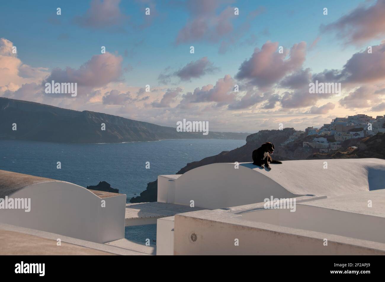 A quiet dog on the white roof of a house in Oia, Greece, rests in the sunset lights on the island. In the background the cloudy sky and the caldera Stock Photo