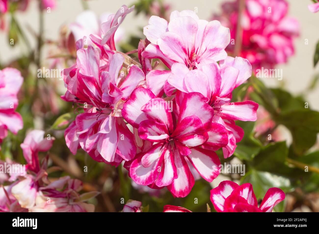 Pink geranium flowers in a garden during summer Stock Photo - Alamy