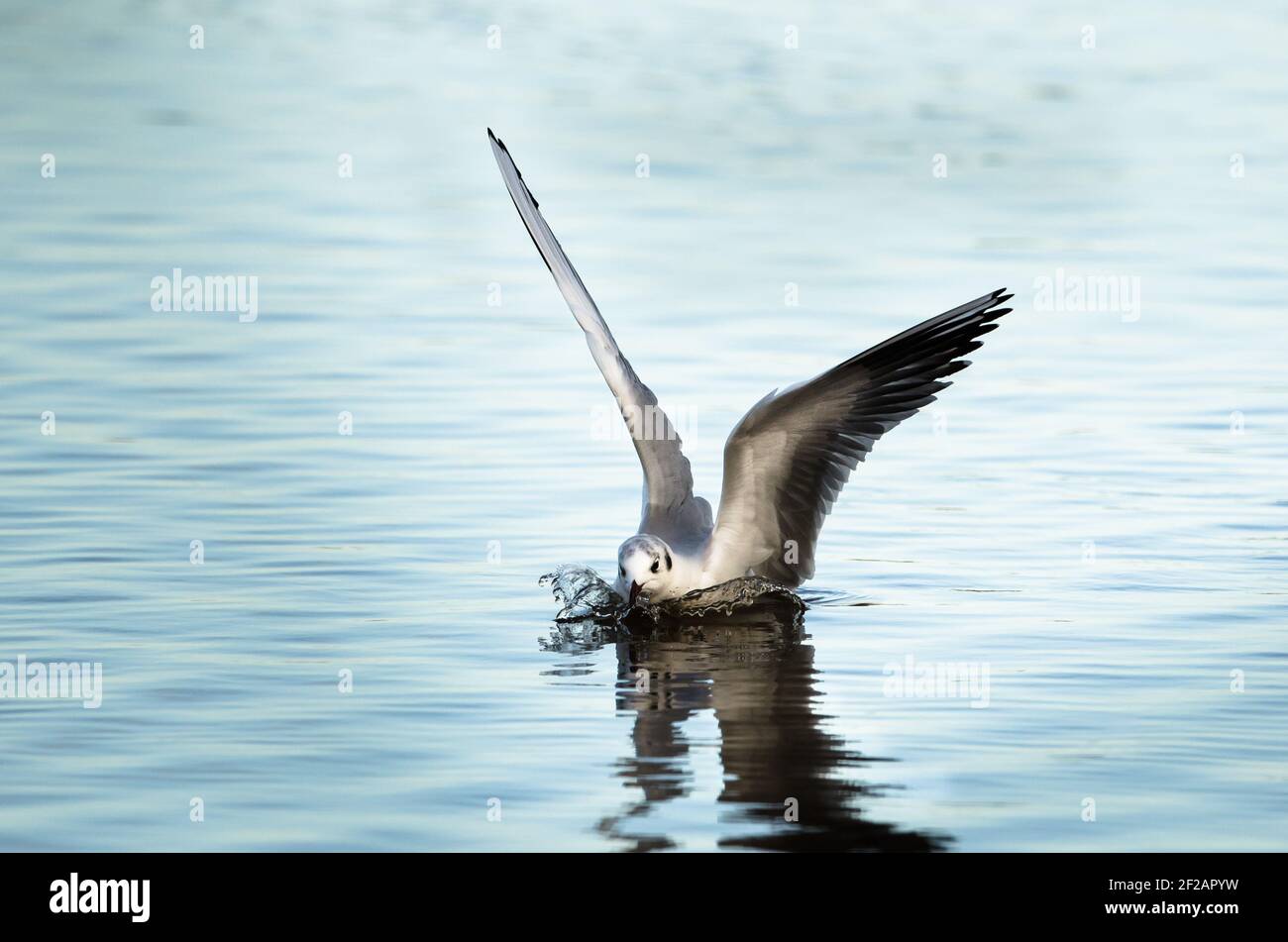 Black headed Gull alighting on water. Stock Photo