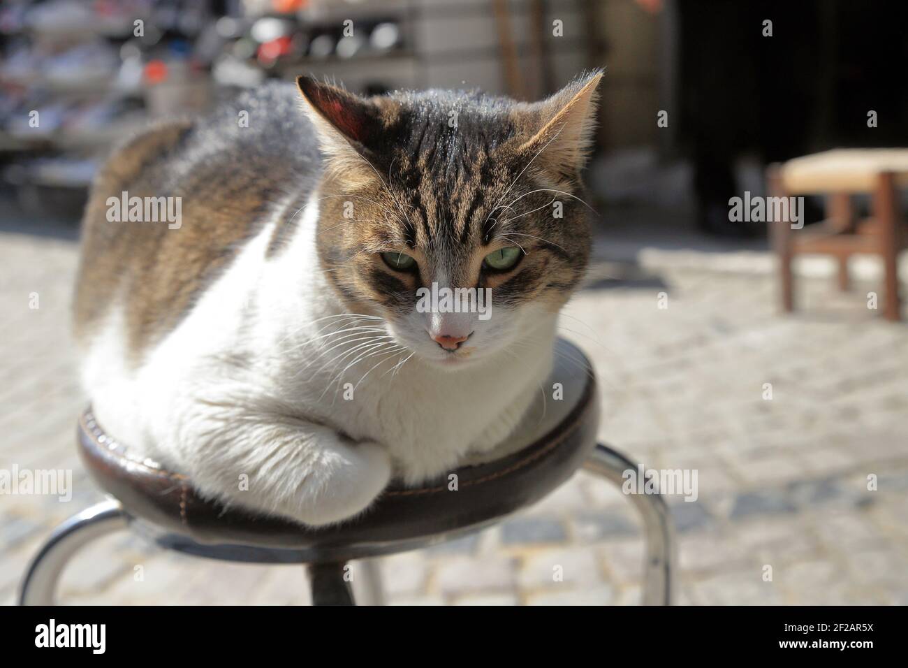 Obese tabby cat sitting at a stool outdoors in a sunny day in the middle of a cobblestone street. Stock Photo