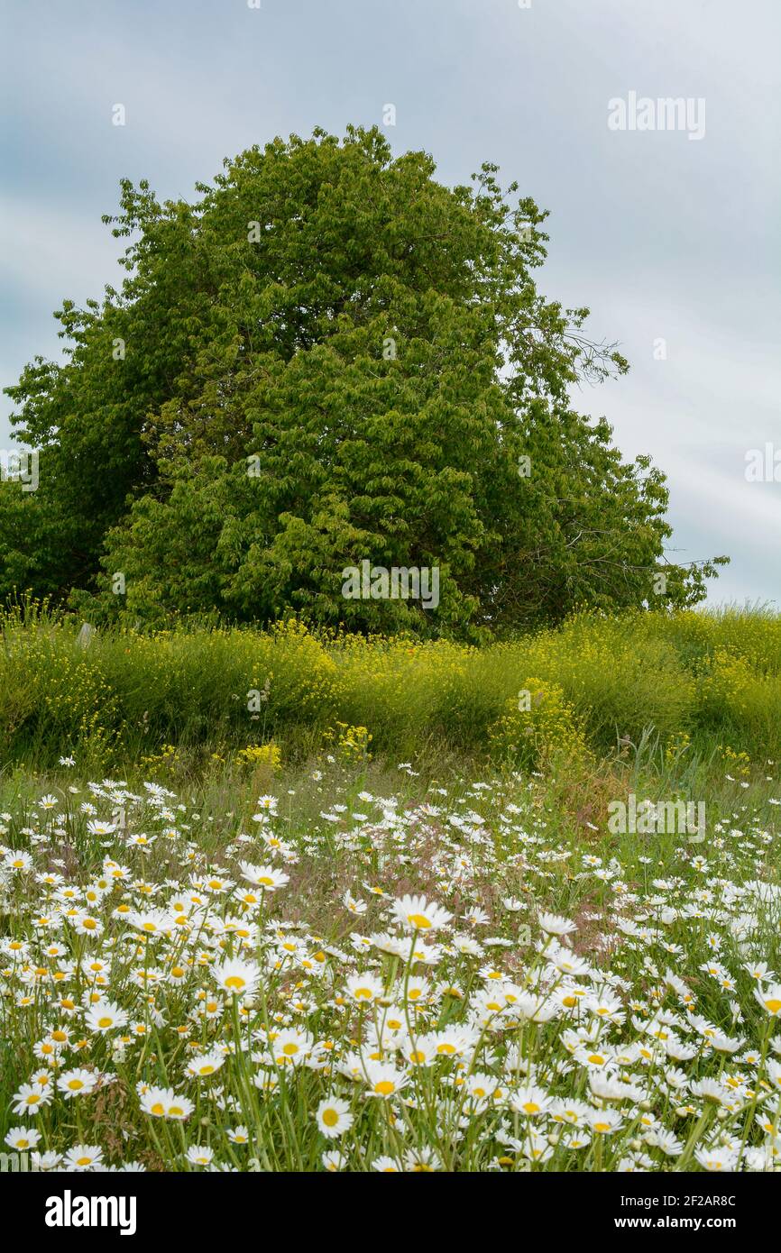 So many daisies hi-res stock photography and images - Alamy