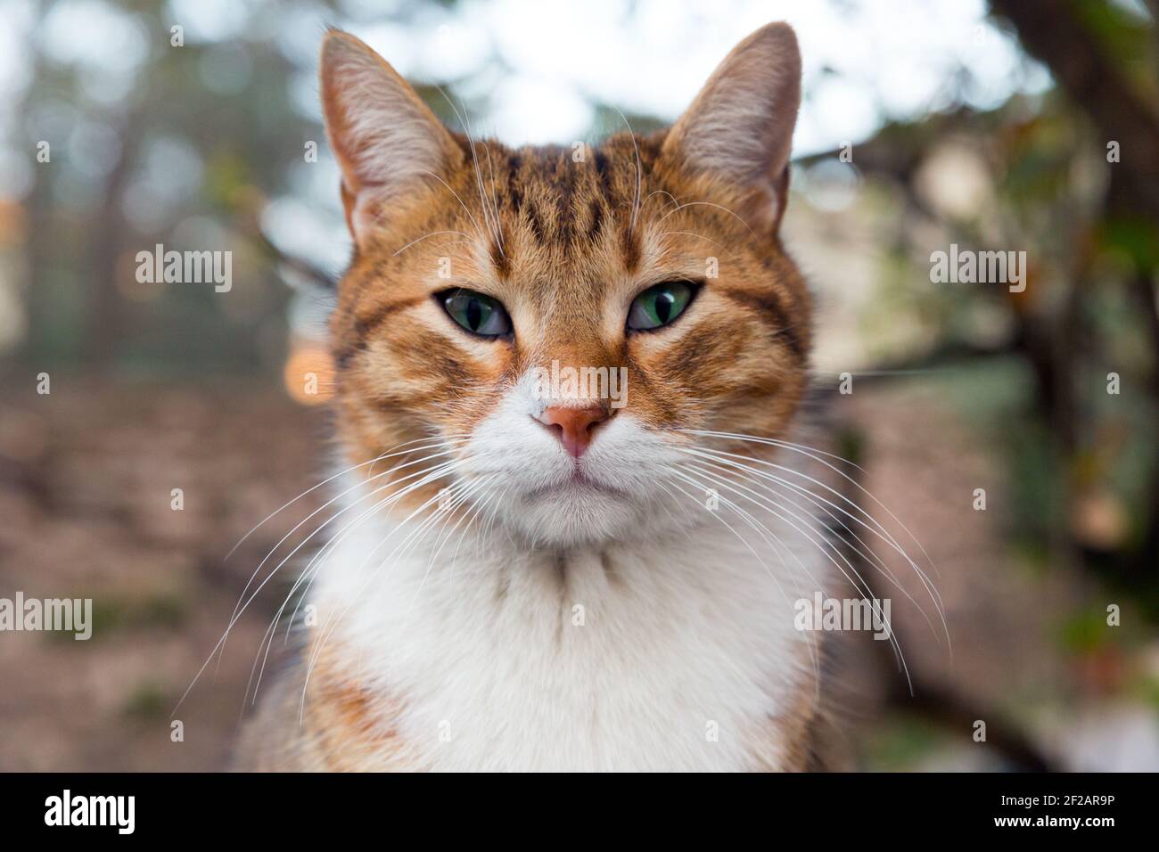 Head portrait of a slanted eye tabby cat outdoors Stock Photo