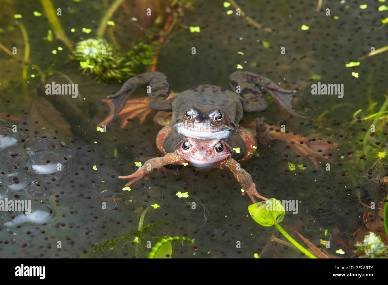 Killearn, Stirling, Scotland, UK. 11th Mar, 2021. UK weather - red common frog mating in garden pond on showery day. Common Frogs are usually a shade of brown or green (like the male above), but can also be other colours such as red like this female. During spring females can appear more pink/red Credit: Kay Roxby/17�Թ����� Live News Stock Photo