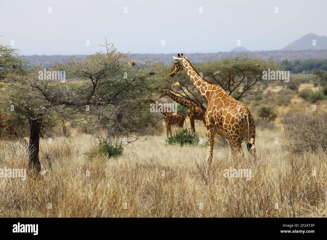 Group giraffes in bush in hi-res stock photography and images - Alamy