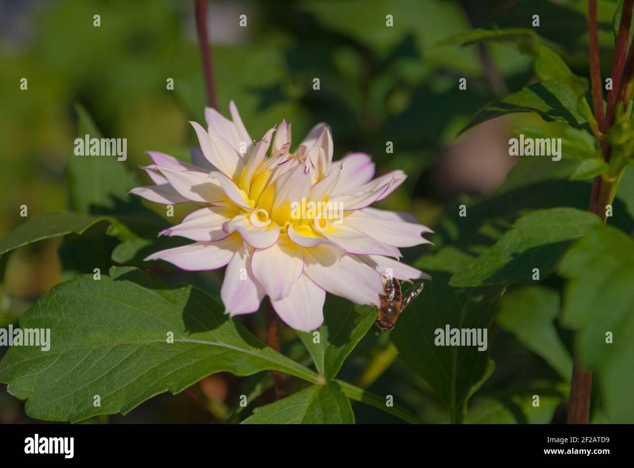Blossom of a yellow and white chrysanthemum flower. Stock Photo