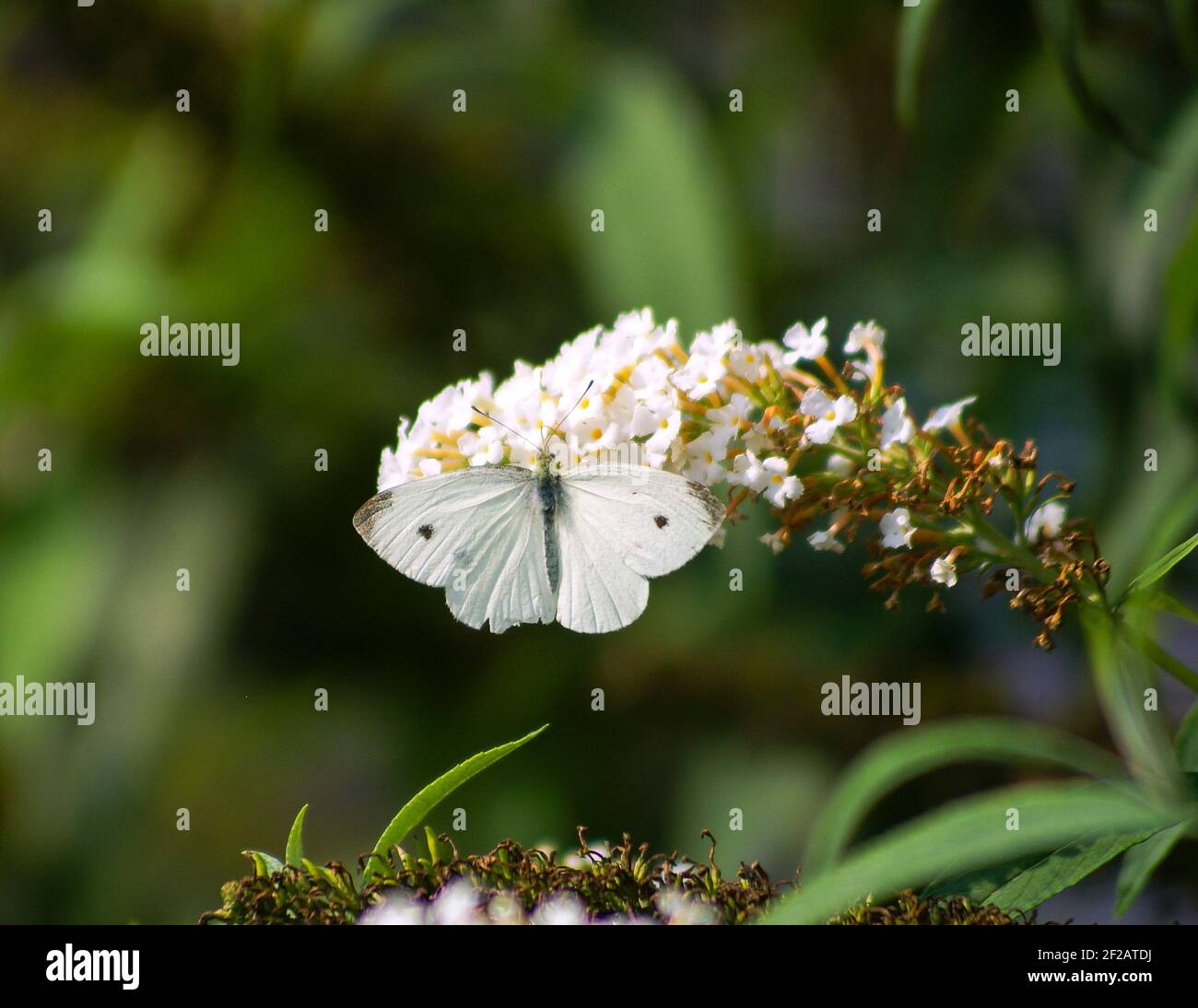 White butterfly, Pieris brassicae, on a flower Stock Photo