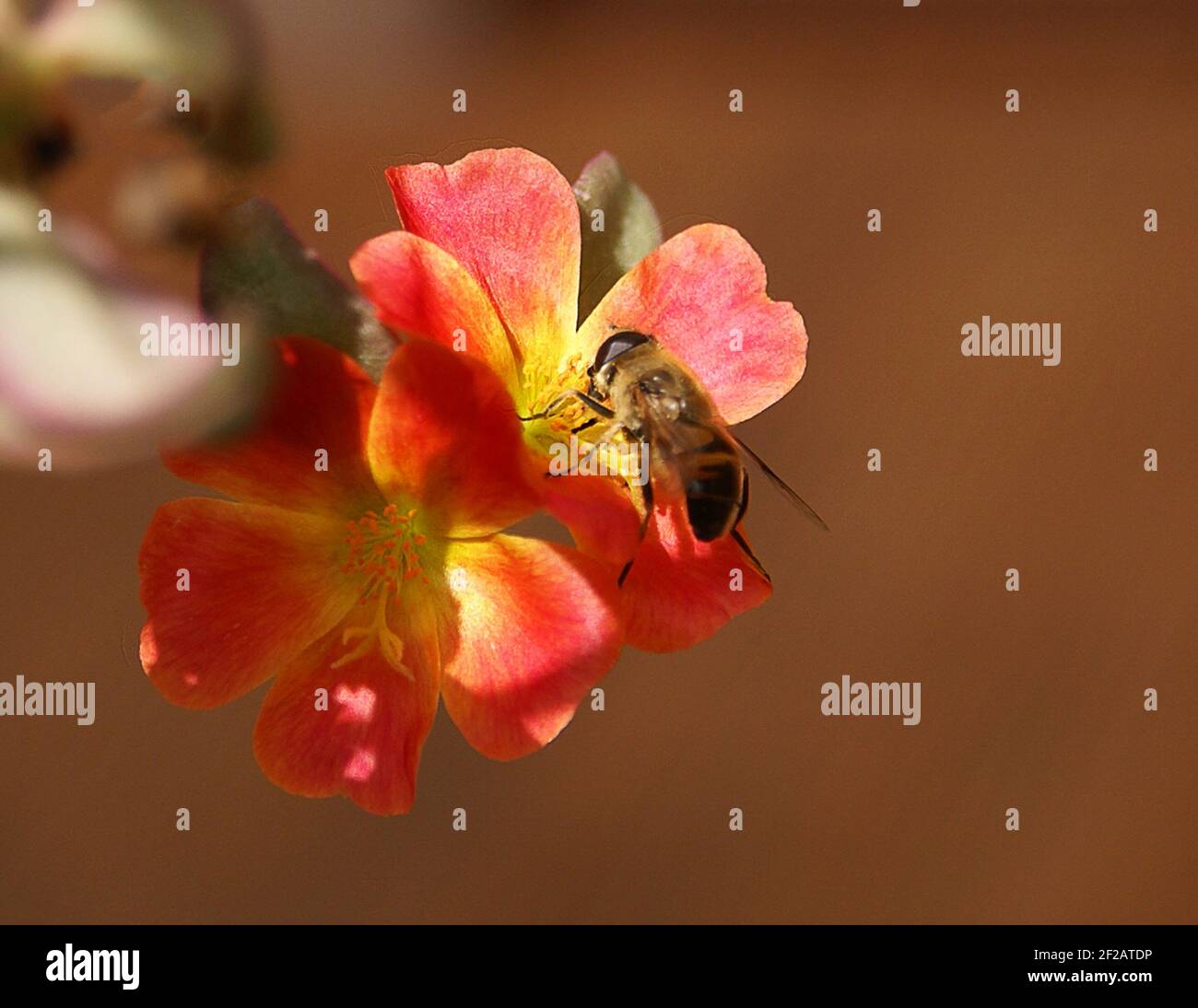 Common honeybee on a small red flower Stock Photo