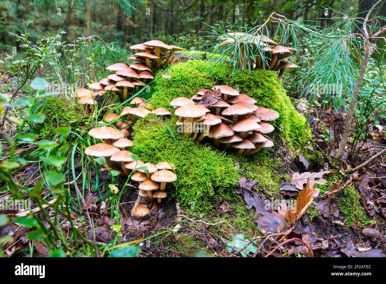 Autumn scene with Sulphur Tuft mushrooms in a forest, Veluwe, the Netherlands Stock Photo