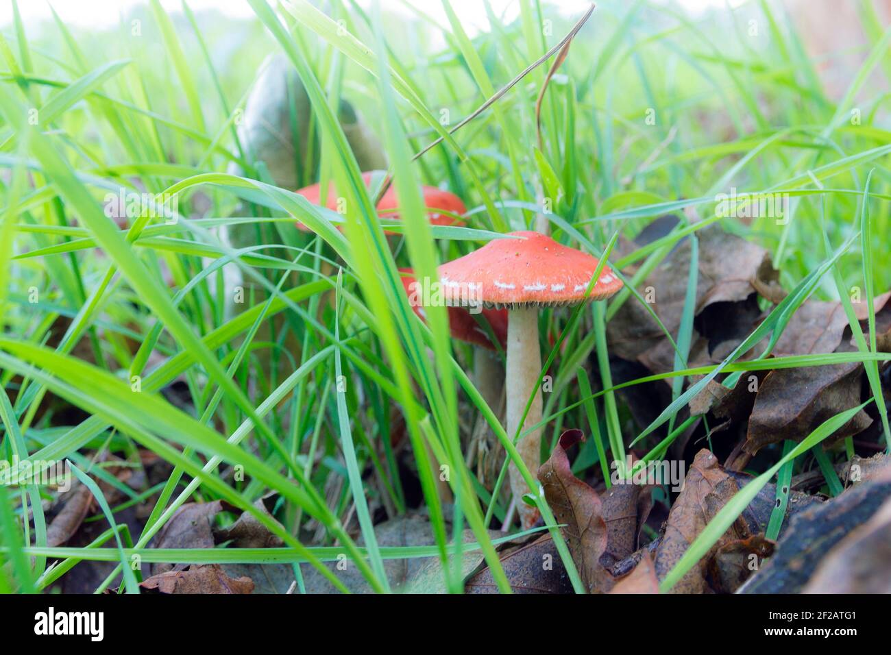 Small red capped toadstool hidden in the grass Stock Photo