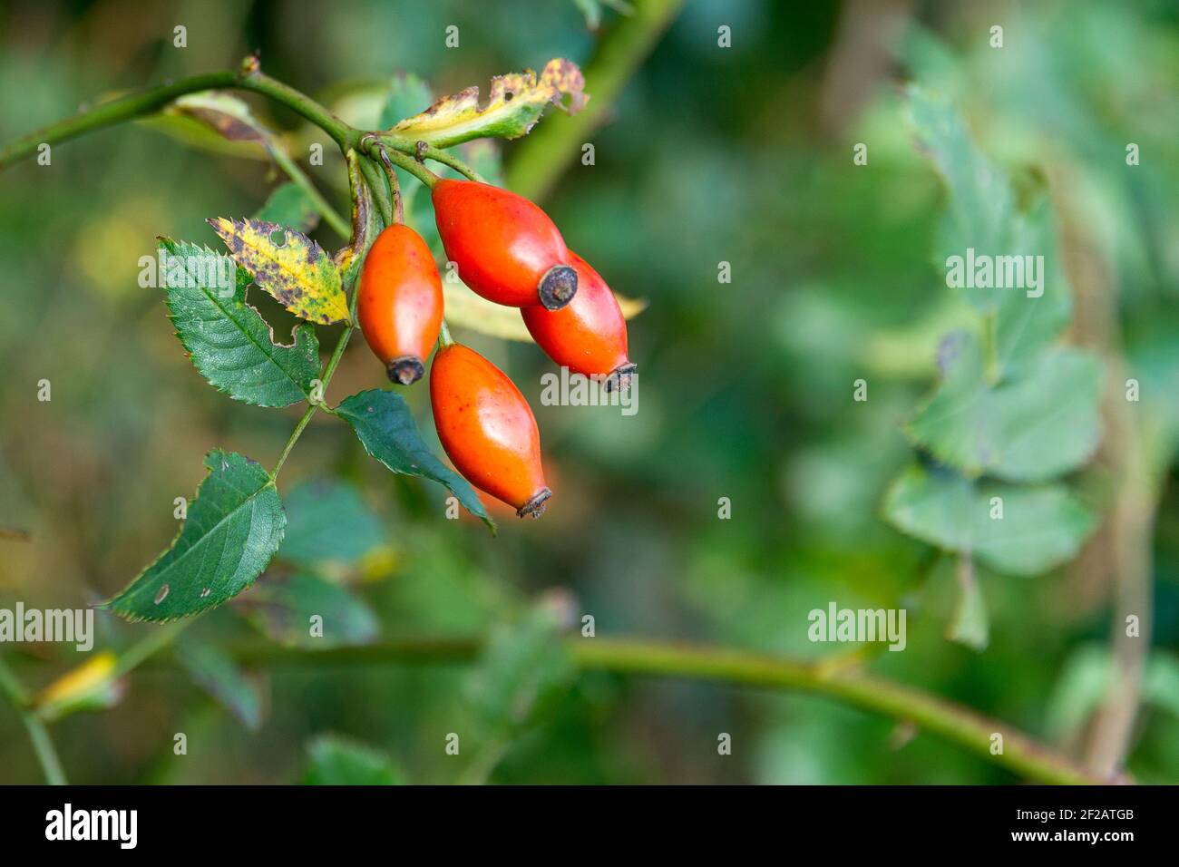 Rose hip berries on a branch Stock Photo