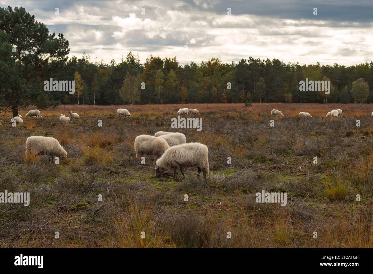 Flock of sheep grazing on the moors Stock Photo