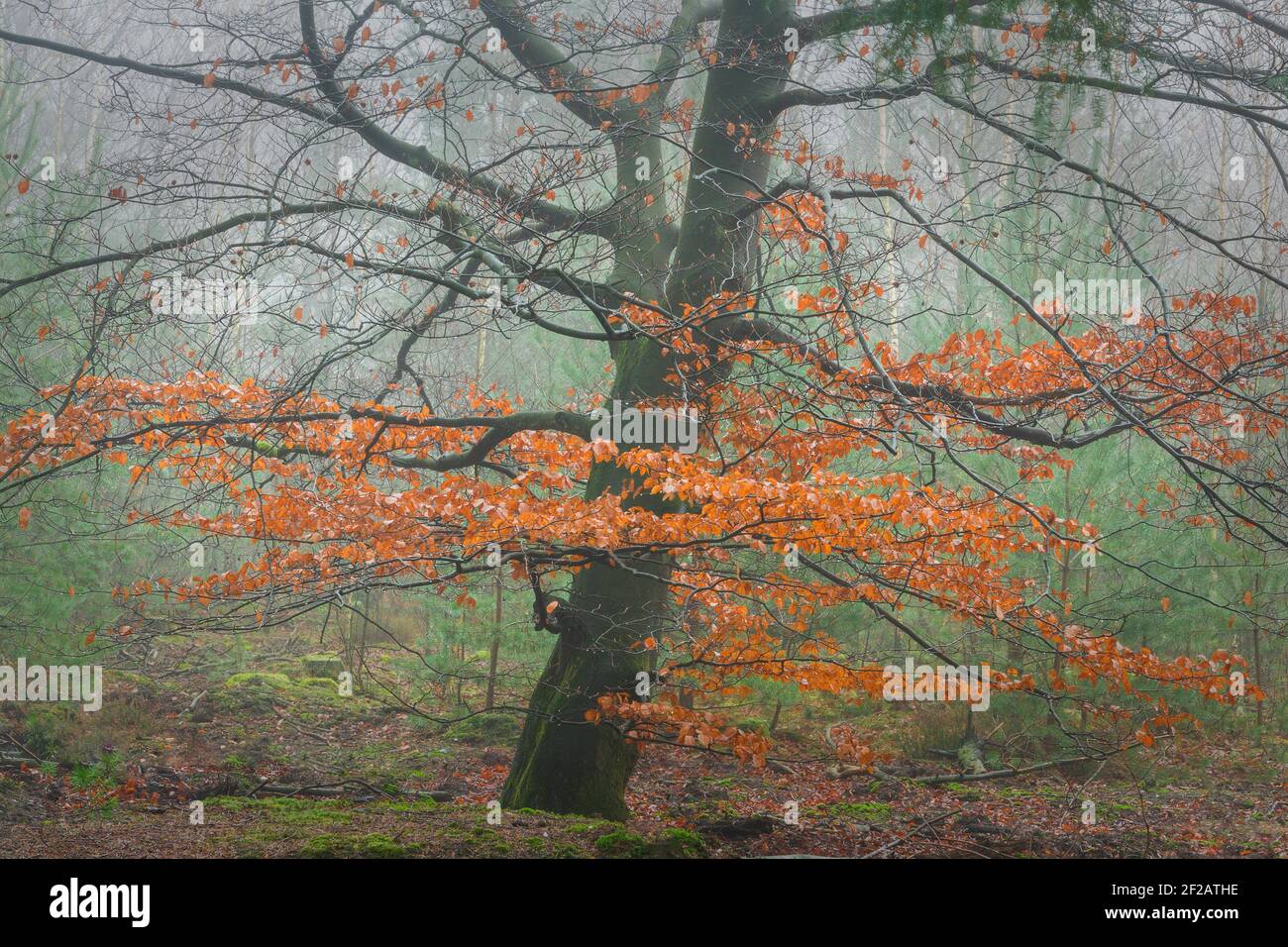 Beech tree in autumn colors on a misty morning, Veluwe, Netherlands Stock Photo